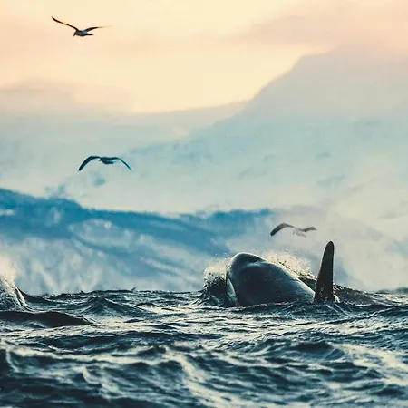 Volda Floating 别墅 *