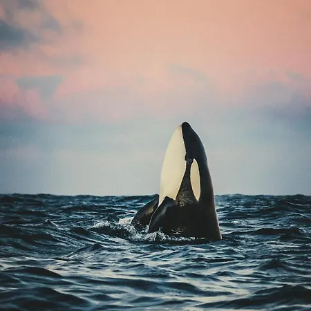 Volda Floating Kvaloya