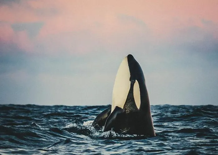 Volda Floating Kvaloya